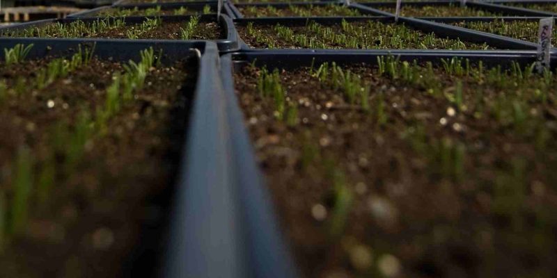 Jak vybrat kvalitní zahradní skleník + Recenze