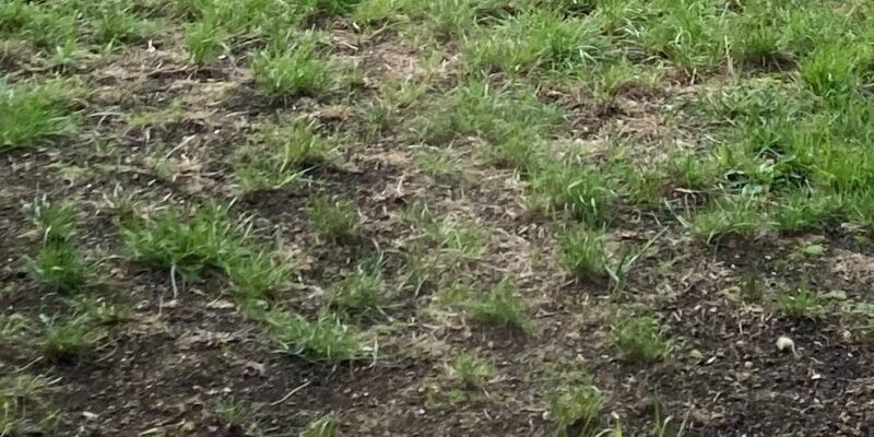 Jak vyrovnat nerovný trávník do roviny – Kompletní návod od A do Z